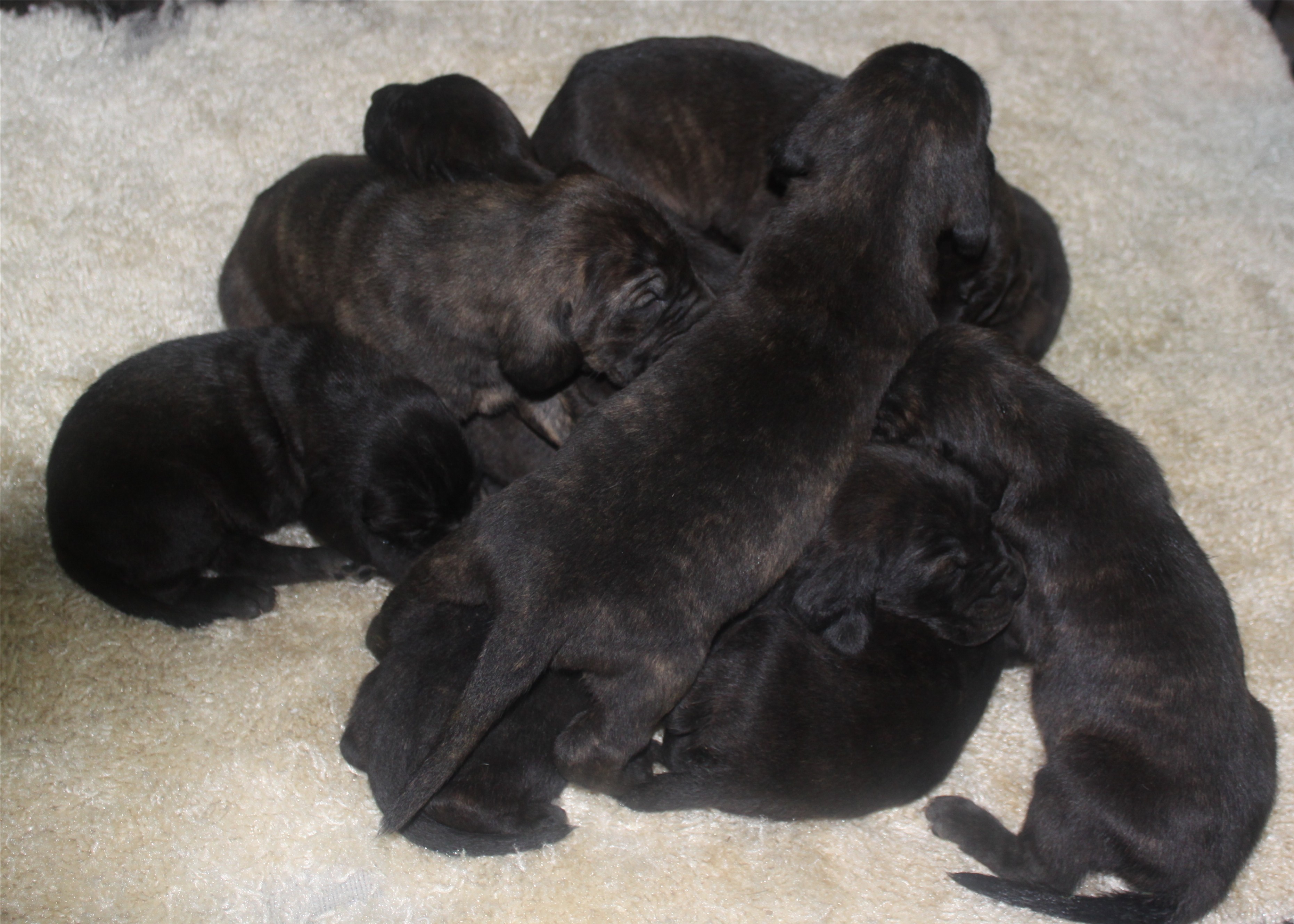 White Deer Kennel at James Turnbow blog